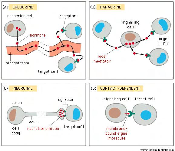 Signals operate over various distances : + AUTOCRINE Signaling molecule (ligand): eptides/proteins ACTH, insulin, glucagon, growth factors, cytokines, and many others Small lipophilic