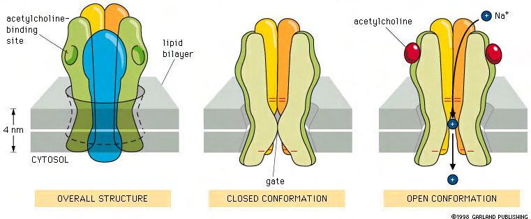 Cell-surface receptors for sign