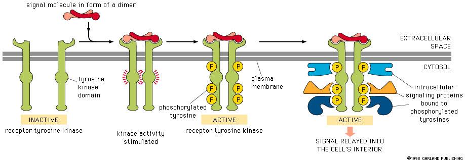 Receptor tyrosine kinases e.g. g.
