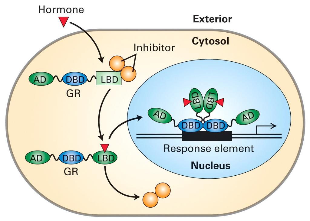 Ex.1: Ligand for nuclear receptor/ligand- activated transcription factor translocates to the nucleus Receptors for vitamin D3, thyroxin, retinoic acid Ex.
