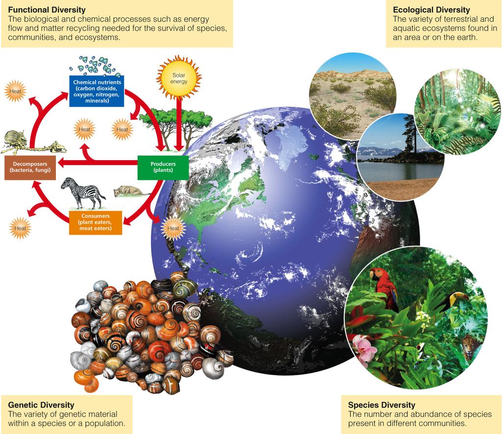 12/21/13 Major Components of Biodiversity Functional Diversity The biological and chemical processes such as energy flow and