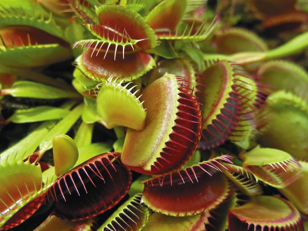 There are three incorrect ideas about evolution through natural selection The Venus Flytrap Survival of the fittest meaning survival of the strongest.