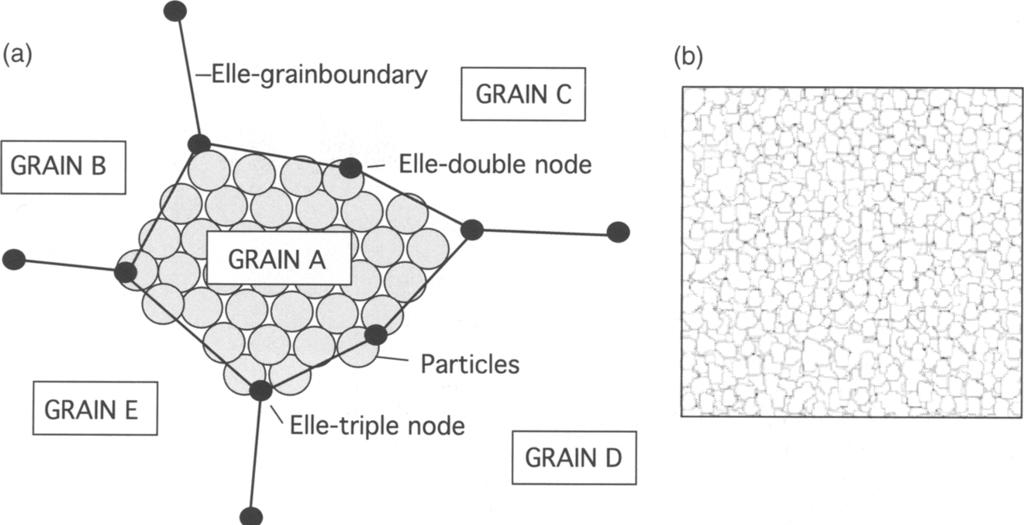 segments that define grains (Fig. 4a). In the discrete code grains are filled with particles.