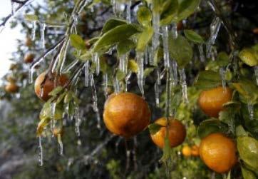 Orange growers in Florida spray their trees with water when they expect a freeze. Why does this work? 1.