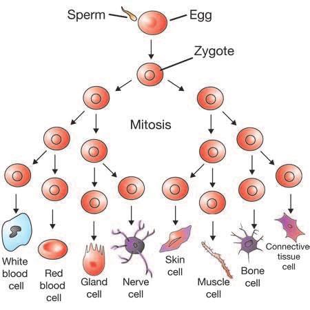 Cell differentiation Specialized cells Differentiation Further specialization After fertilization, the zygote rapidly divides by mitosis and becomes an embryo.