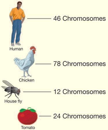 Chromosomes organize DNA into distinct units. Different organisms have different numbers of chromosomes (Figure 10.2). Humans for example, have 46 chromosomes.