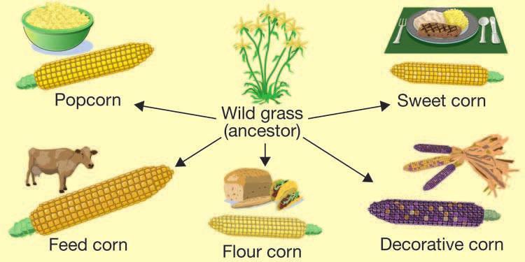 CHAPTER 12: THE CODE OF LIFE 12.2 DNA and Technology Over a period of thousands of years, Native Americans transformed a type of wild grass into maize better known as corn.
