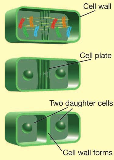 Cytokinesis in plant cells In plant cells, a cell plate forms between the two nuclei.