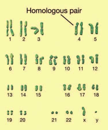 10.2 Sexual Reproduction and Meiosis There are thousands of different species of organisms. Each species produces more of its own. A species of bacteria splits to make two identical bacteria.
