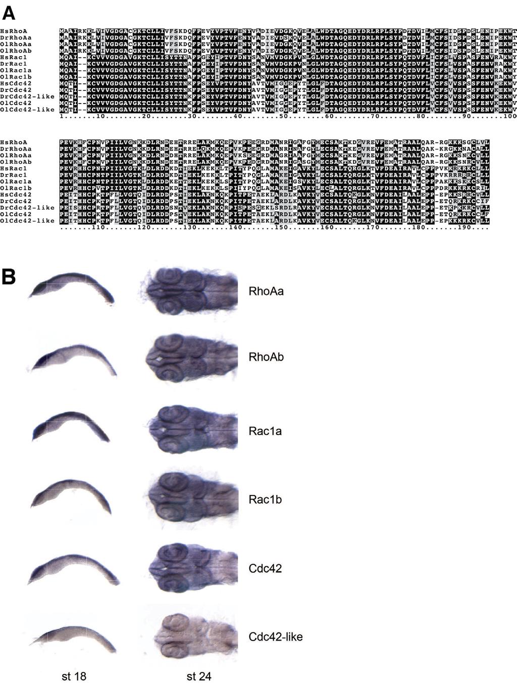 Fig. S4. Vertebrate RhoA, Rac1 and Cdc42 GTPases are highly conserved and ubiquitously expressed in medaka embryos at neurula and organogenesis stages.