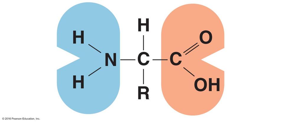 Structure and Chemistry Identify the functional