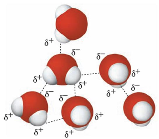 Intermolecular forces are the forces of attraction between molecules.