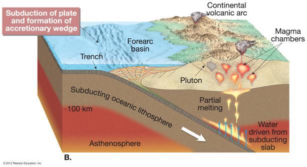 forms Deformation process begins Continental volcanic arc forms Accretionary wedge forms Examples of inactive Andean-type orogenic belts include Sierra