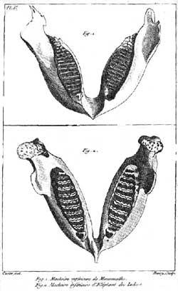Cuvier on the Fossil Record Elephant and Mammoth bones greatly differ, therefore