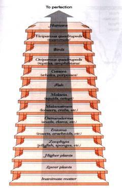 Scala Naturae Fixed species Hierarchical