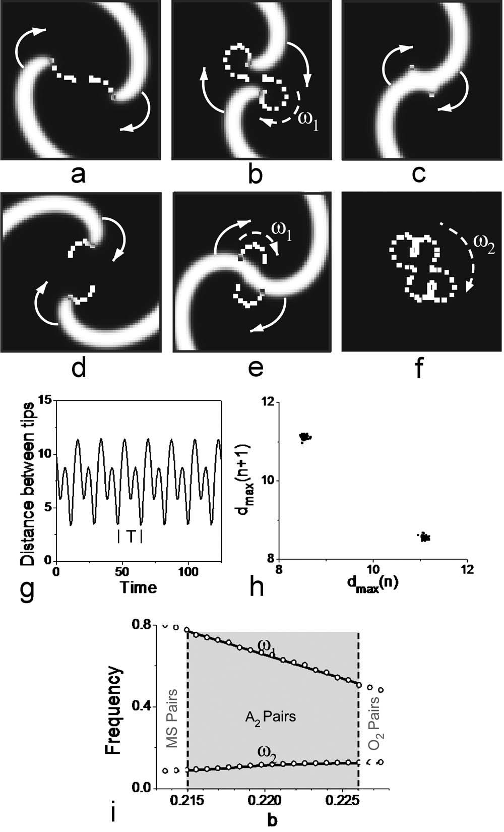 ZEMLIN et al. a petal pattern that contains two different petal sizes. Figure 2 g shows the distance between the tips as a function of time, where alternans can also clearly be seen.