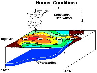 Features of El Niño 1. Trade Winds 2.