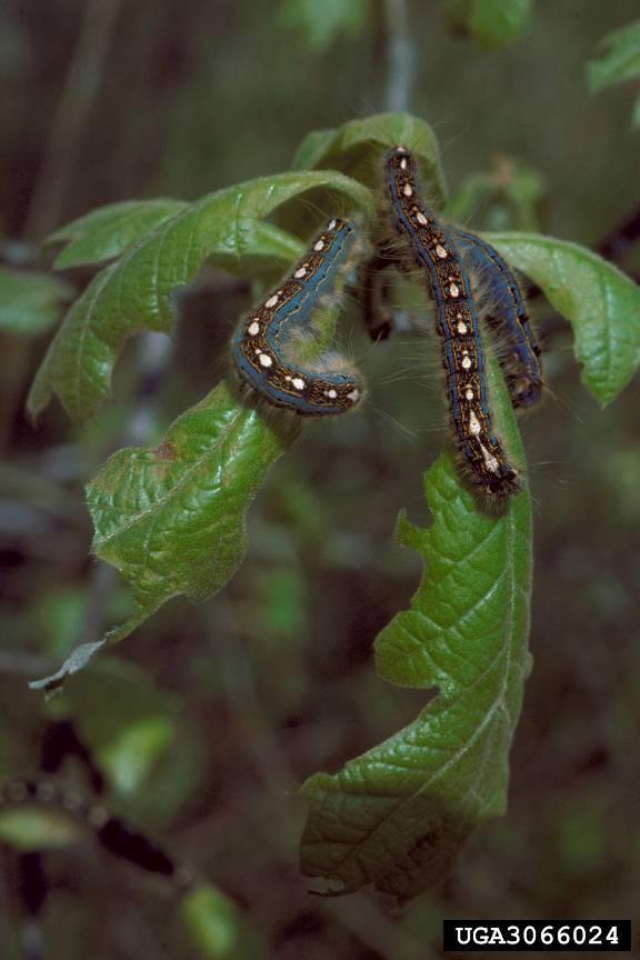 Aphids, scales, grasshoppers Complete: Egg-larva-pupa-adult Larva