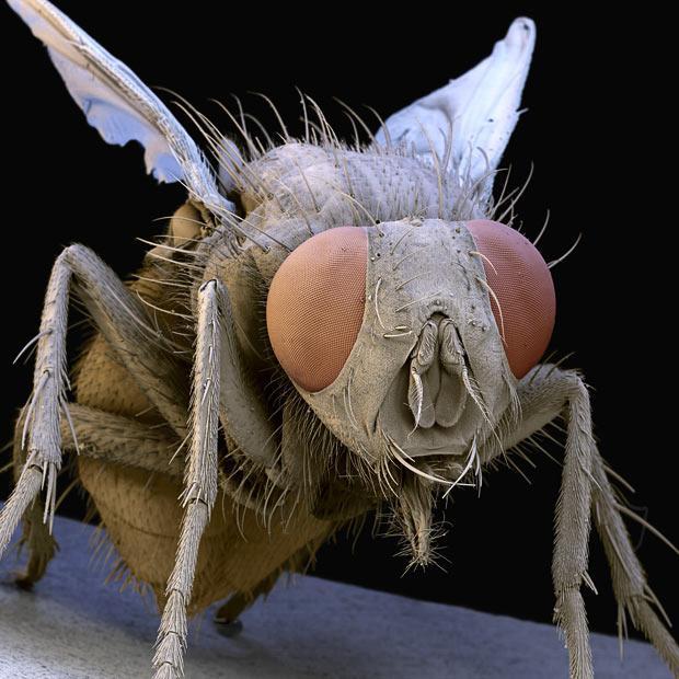 earwigs Diptera: flies, mosquitoes, gnats,