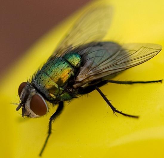 during the day Diptera: flies,