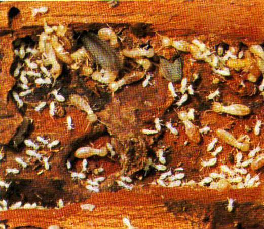 Isoptera: termites Gradual