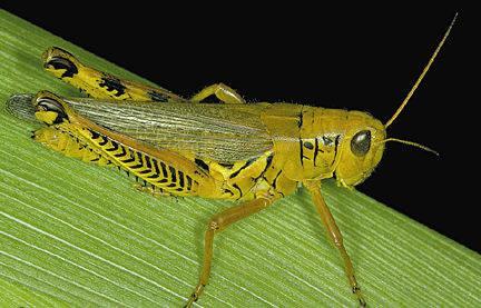 are predators Orthoptera: