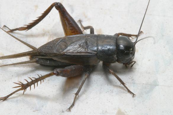 mantids, cockroaches