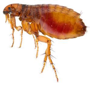 Siphonaptera: fleas Complete Sucking Attributes: