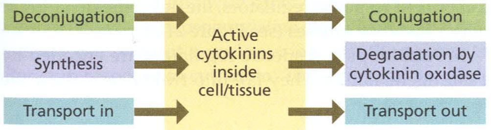 Although cytokinins appear to act as long-distance signals, they are also capable of acting as local, or paracrine signals.
