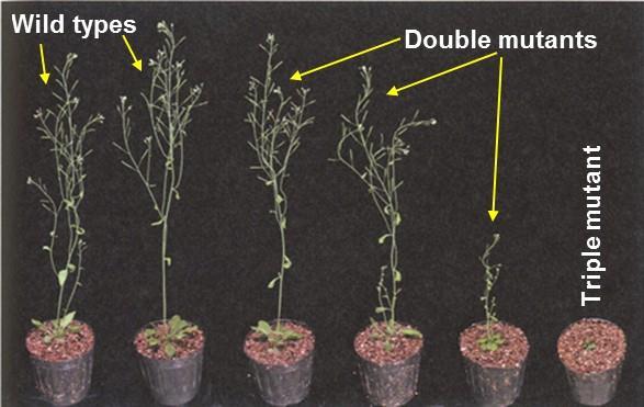 This triple mutant displays a variety of developmental abnormalities, including little or no floral development, greatly reduced root growth, and reduced rosette size (Fig. 21.
