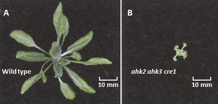 Fig. 21.12 Comparison of the rosettes of the wild-type Arabidopsis and the triple cytokinin receptor-knockout mutant, ahk2 ahk3 cre1. (From Nishimura et al. 2004.) 2.