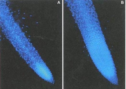 Fig. 21.13 Cytokinin suppresses the growth of roots. The cytokinin-deficient, AtCKX1-overexpressing roots (right) are larger than those of the wild-type tobacco plant (left). (From Werner et al. 2001.