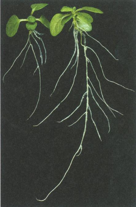 These roots were stained with the fluorescent dye 4',6'-diamidino-2-phenylindole (DAPI), which stains DNA in the nucleus (From Werner et al. 2001.