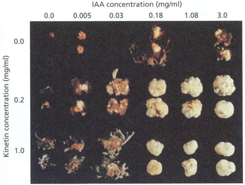 Fig. 21.16 The regulation of growth and organ formation in cultured tobacco callus at different concentrations of auxin and kinetin.