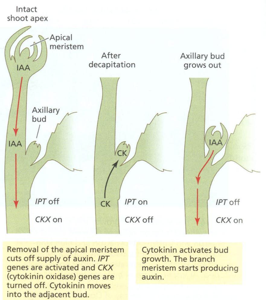 Fig. 21.18 Interaction of auxin and cytokinin in the regulation of shoot branching.