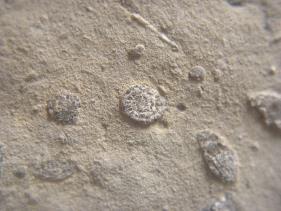 geological processes Identifying origin: biological or mineral?  More evidence: Microfossils 3.