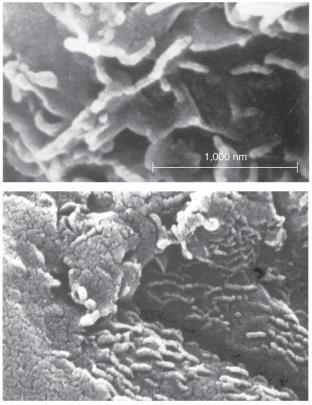 amino acids found in meteorites  1996: ALH84001 Martian meteorite