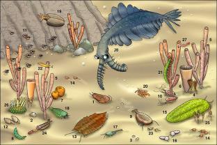 it therefore needs to be replenished constantly Today: living creatures consume most of the O 2 Cambrian Explosion All known phyla (plus a few extinct ones) appeared within