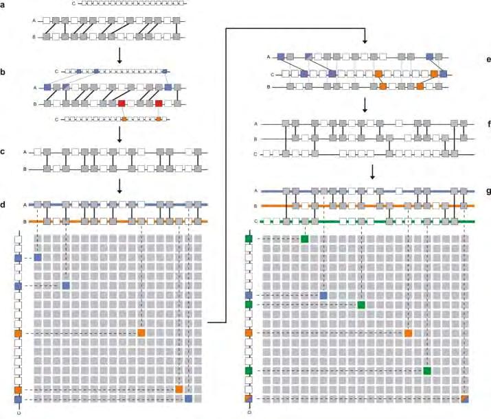 Genomic profiles: increasing the multiplication