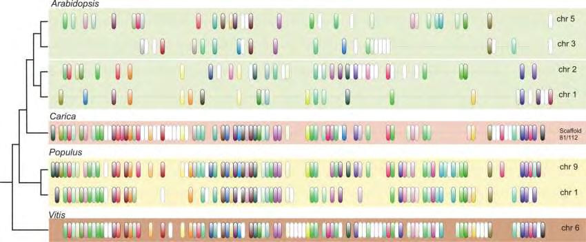 Gene loss and colinearity/synteny WGDs add to the complexity of plant genomes (both