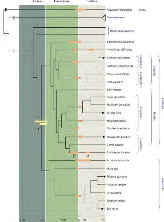 Duplications are clustered in time The Cretaceous Tertiary (KT) extinction event