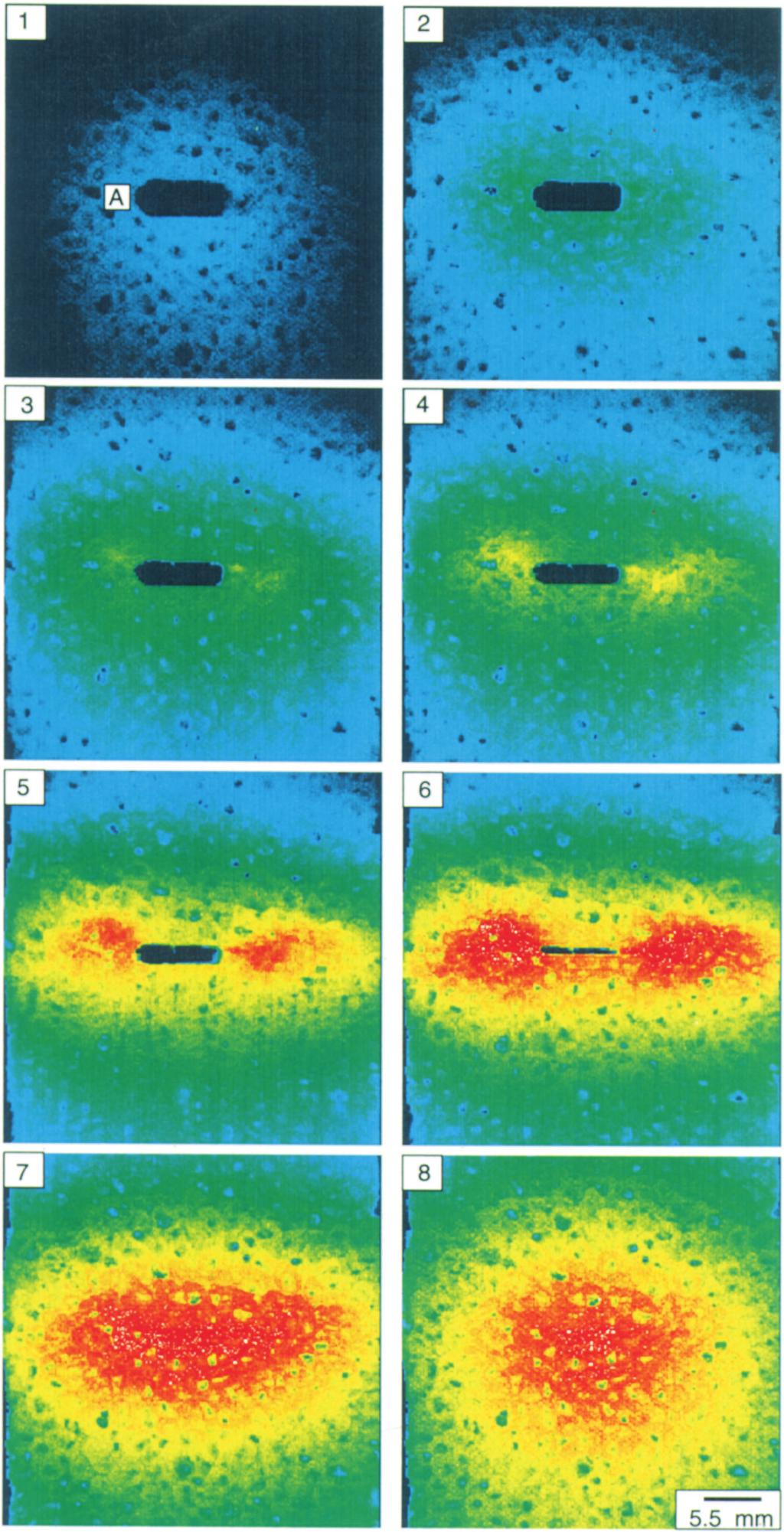 Fig. 6 A sequence of thermal images taken on the specimen tested at a net section stress of 1.4 MPa.