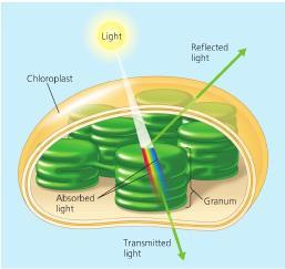 Photosynthesis: Input - Light Intensity The color you see Energy (wavelength) absorbed