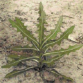 Adapted for Photosynthesis Leaves are usually thin High surface area-to-volume