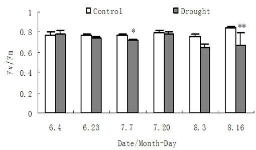 Fig 10. Fv/Fm of cotton functional leaves under drought treatment. ** indicates highly significantly different (P 0.01) and * presents significantly different (P 0.05). Fig 12.