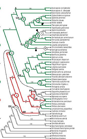 Phylogeny of the Ascomycota Fungi showing the evolution of