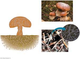 Kingdom: Fungi (Eumycota) Sphongos (Greek: ): spongy Fungus (Latin): mushroom Mycos (Greek): mushroom