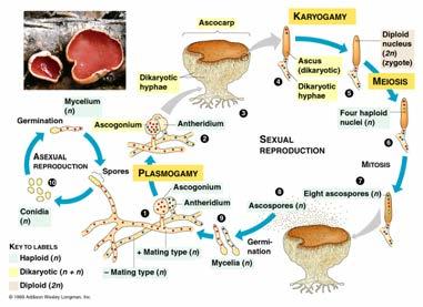 Ascomycota (sac fungi) Fig.