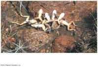 fungal species are plant pathogens (b) Tar spot fungus on maple leaves
