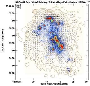 Total radio intensity (colors) and B-vectors of the flocculent galaxy at 8.35 GHz (3.6 cm), observed with the Effelsberg telescope (Tabatabaei et al. 2008) Fig. 37: Magellanic-type galaxy NGC4449.
